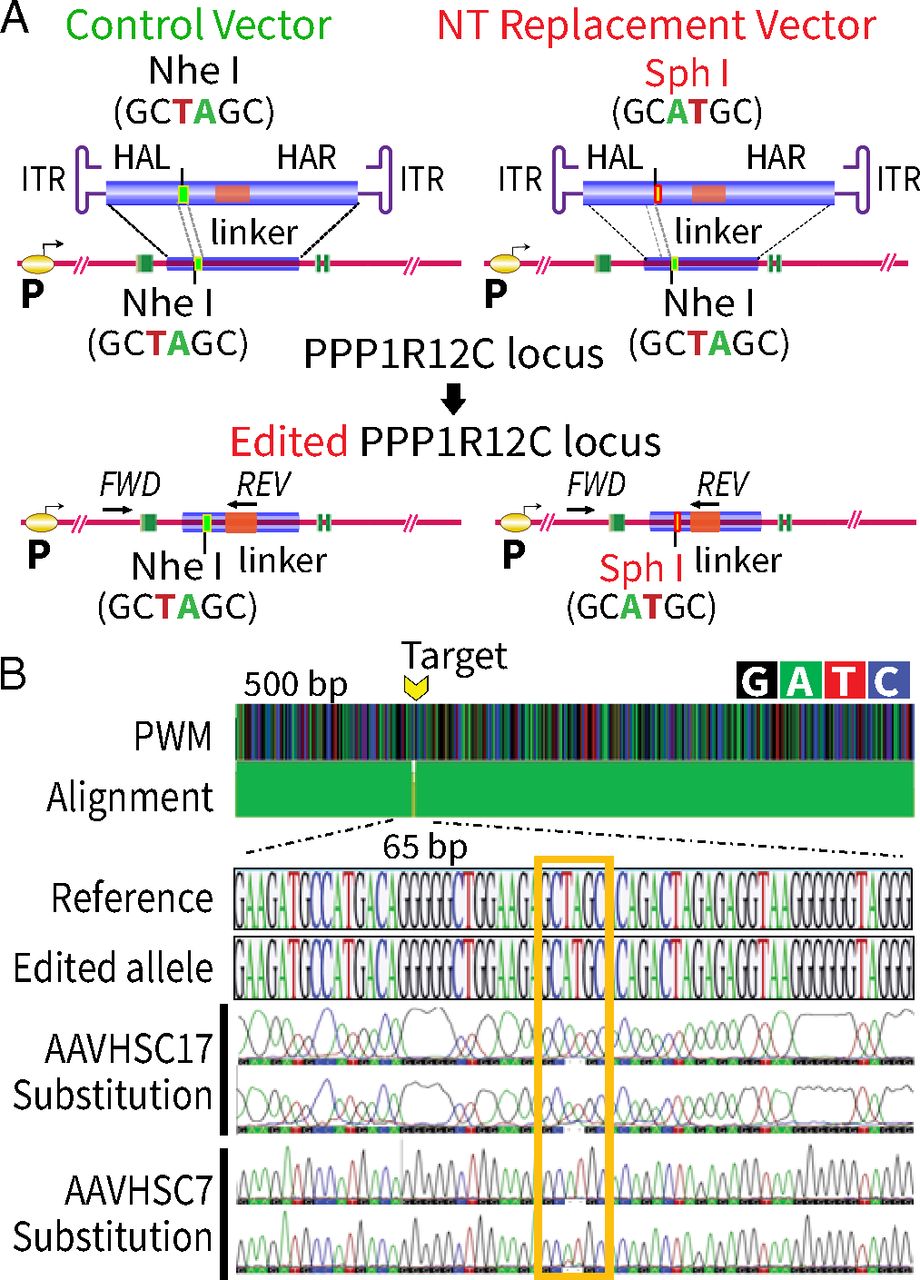 Stem Cell Derived Clade F Aavs Mediate High Efficiency Homologous 920x1280 Stem Cell Derived Clade F Aavs Mediate High Efficiency Homologous