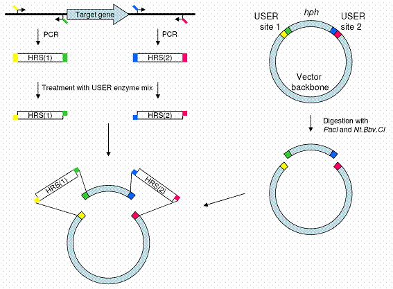 Gene targeting