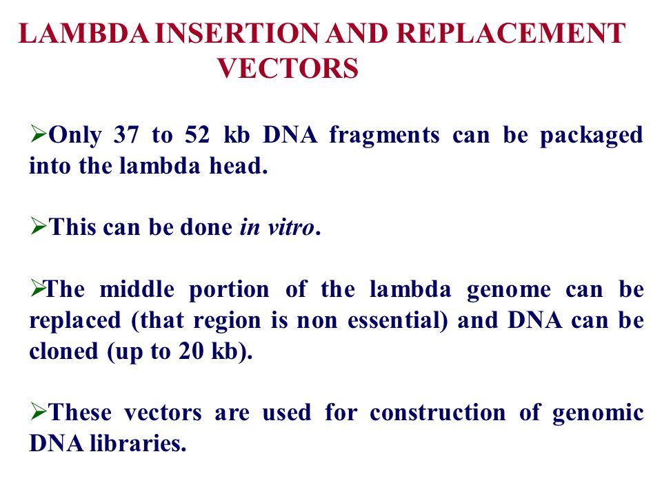 Vector Biology And Gene Manipulation 960x720 Vector Biology And Gene Manipulation