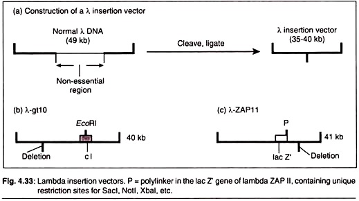 Main Classification Of Vectors 519x290 Main Classification Of Vectors