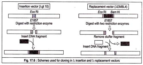 Major Tools Used In Gene Technology 501x230 Major Tools Used In Gene Technology