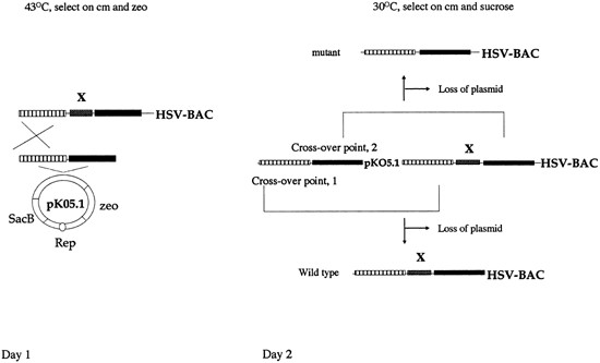 A Diagram Illustrating The Gene Replacement Vector And Procedure 550x333 A Diagram Illustrating The Gene Replacement Vector And Procedure