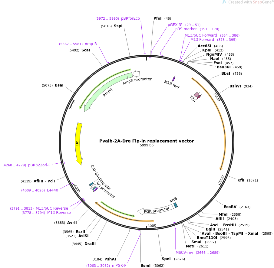 Addgene Pvalb Dre Flp In Replacement Vector 905x886 Addgene Pvalb Dre Flp In Replacement Vector