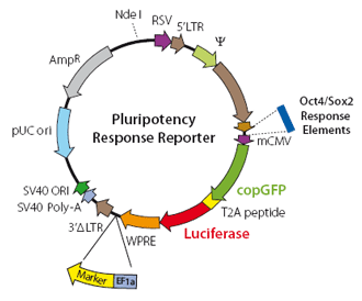 330x274 Pluripotency Reporter Systems
