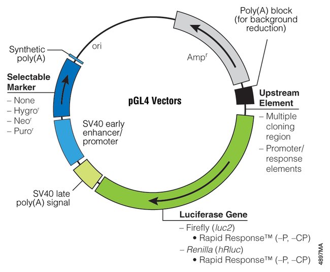 650x535 Luciferase Reporter Vectors Fisher Scientific