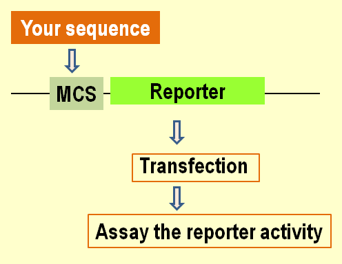 496x384 Promoterless Reporter Vectors Origene