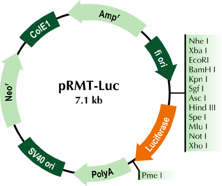 450x377 Reporter Vector Tagged Cloning Vector Origene