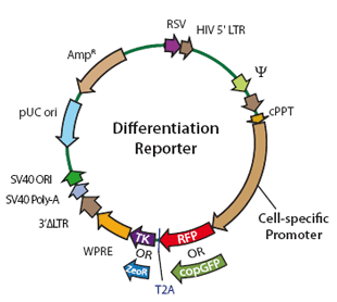 310x278 Stem Cell Differentiation Reporter System