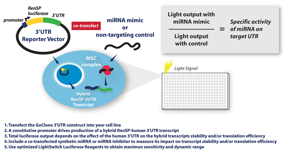 958x540 The Reporter Collection Active Motif