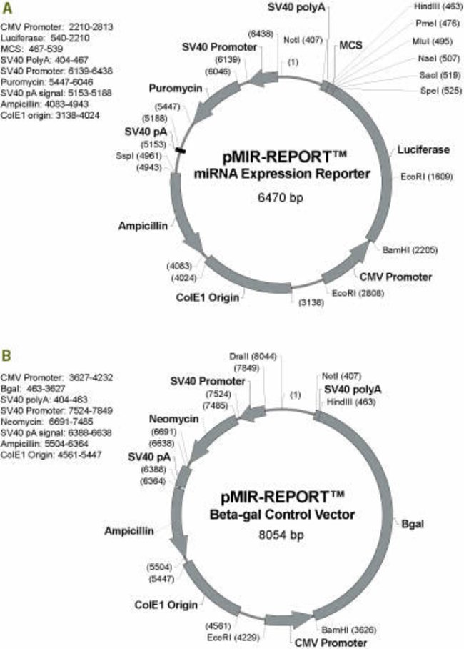 650x908 Pmir Report Mirna Expression Reporter Vector System