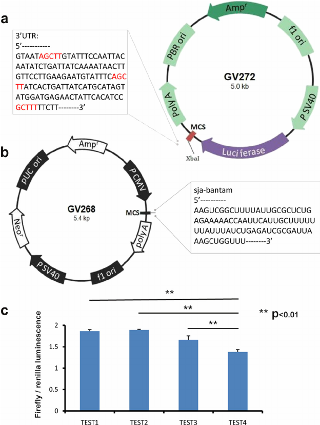 624x828 Construct Of Luciferase Reporter Vector And Effect Of Bantam