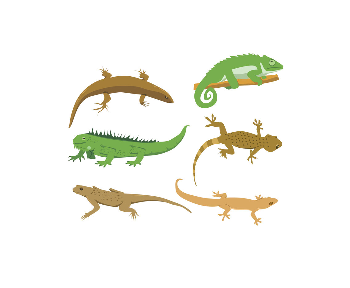 1136x936 Lizard Illustration Vector Vector Art Graphics