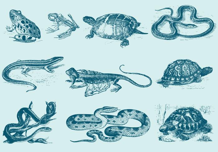 700x490 Reptile Free Vector Art