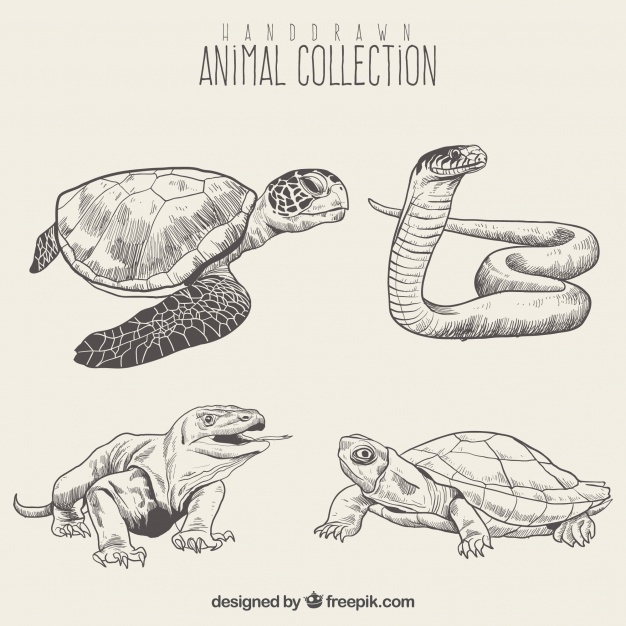 626x626 Reptile Sketch Set Vector Free Download