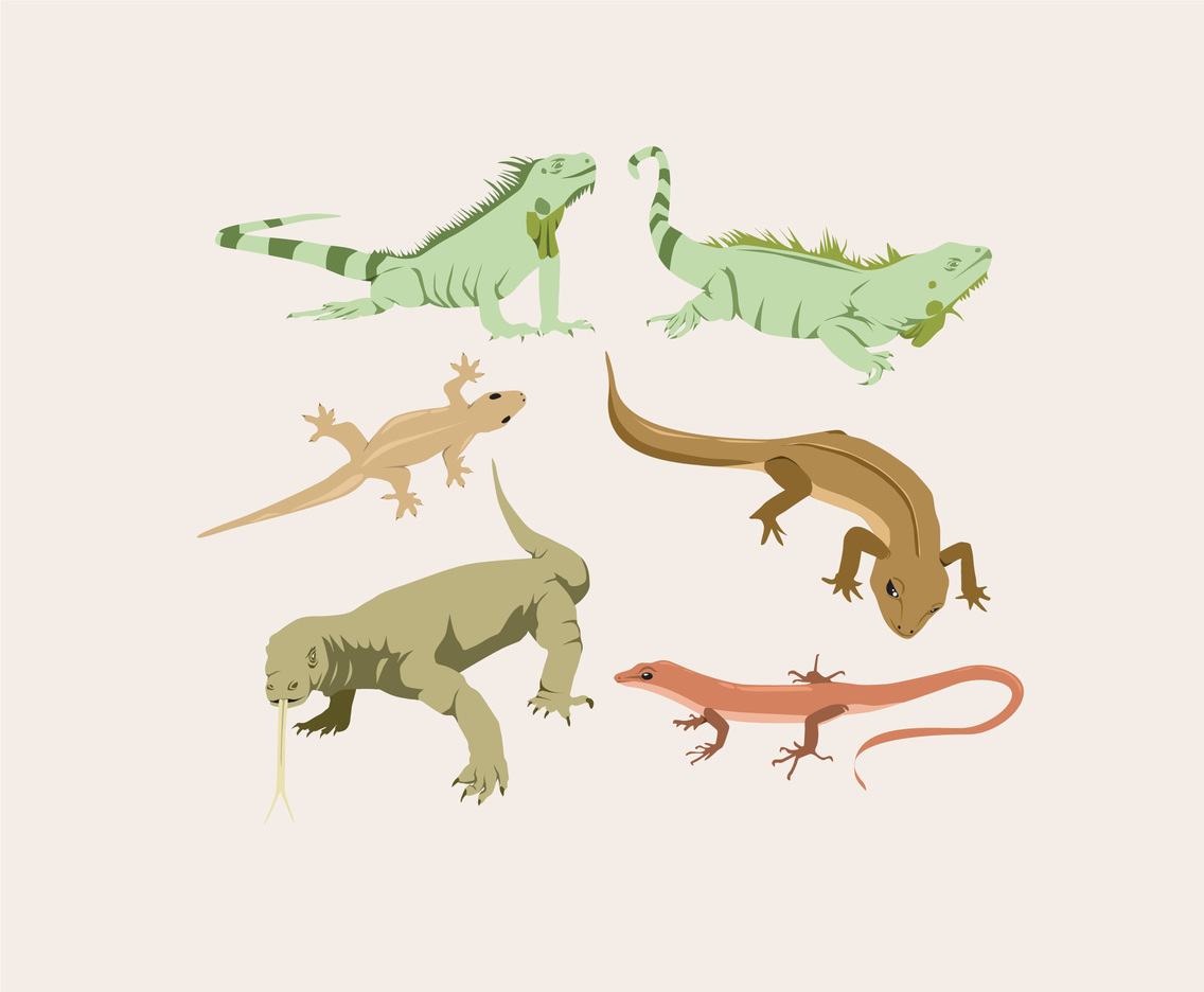 1136x936 Various Lizard Vector Vector Art Graphics
