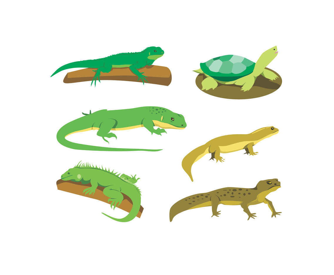 1136x936 Various Reptiles Vector Vector Art Graphics