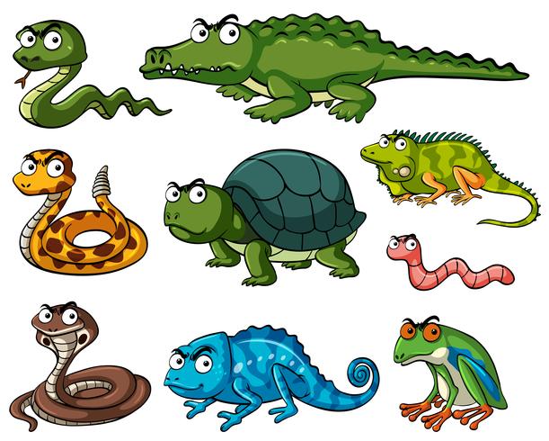 611x490 Different Kinds Of Reptiles