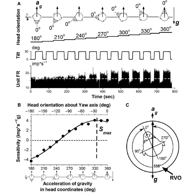 640x640 Determination Of Response Vector Orientation