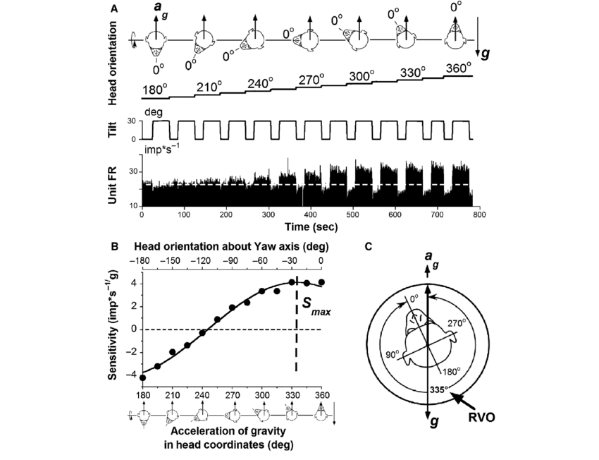 850x652 Determination Of Response Vector Orientation