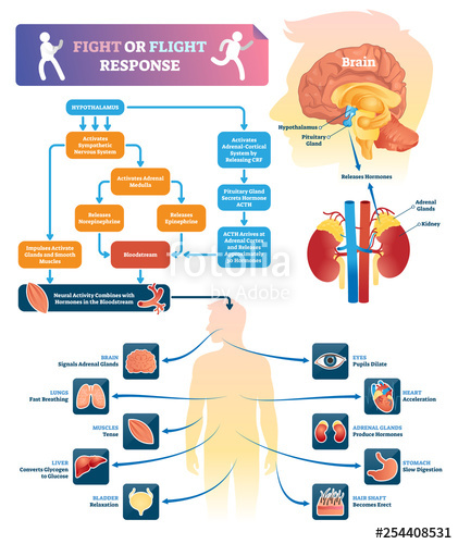 421x500 Fight Or Flight Response Vector Illustration Labeled Organ