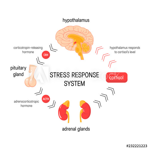 500x500 Stress Response System Vector Endocrine Medical Diagram