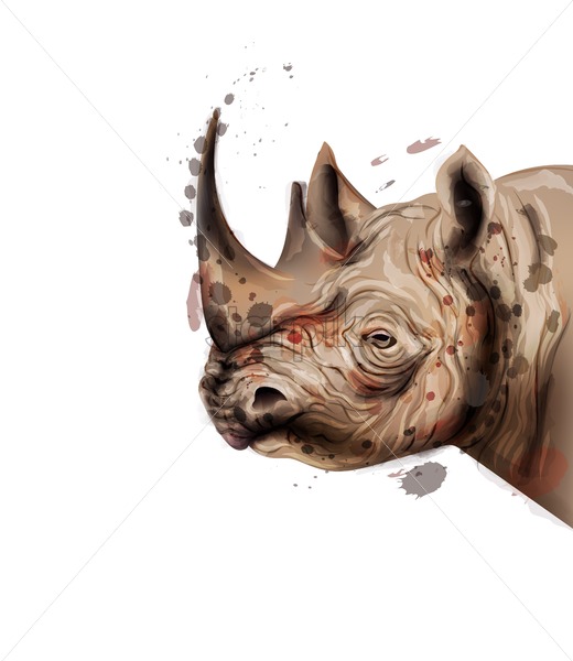 520x600 Rhino Vector Watercolor Wildlife Animal Illustration On White