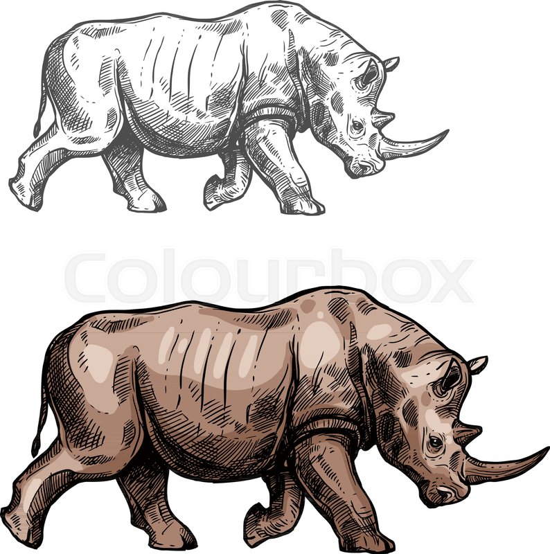 794x800 Rhinoceros Wild Animal Sketch Vector Stock Vector Colourbox