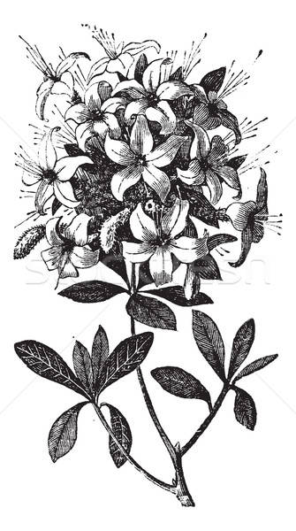 Rhododendron Vector