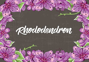 310x217 Rhododendron Flowers Frame Vector Illustration Free