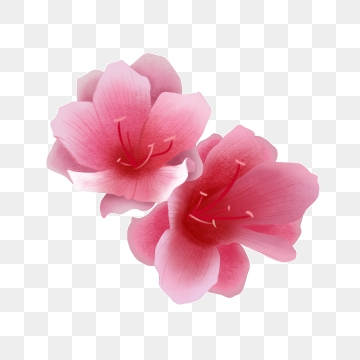 360x360 Rhododendron Png, Vector, And Clipart With Transparent