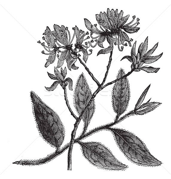 572x600 Rhododendron Stock Vectors, Illustrations And Cliparts Stockfresh