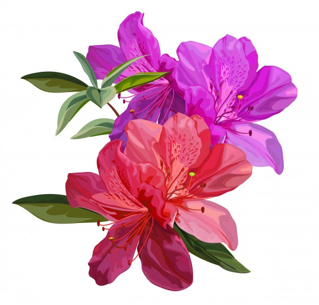 Rhododendron Vector at Vectorified.com | Collection of Rhododendron ...