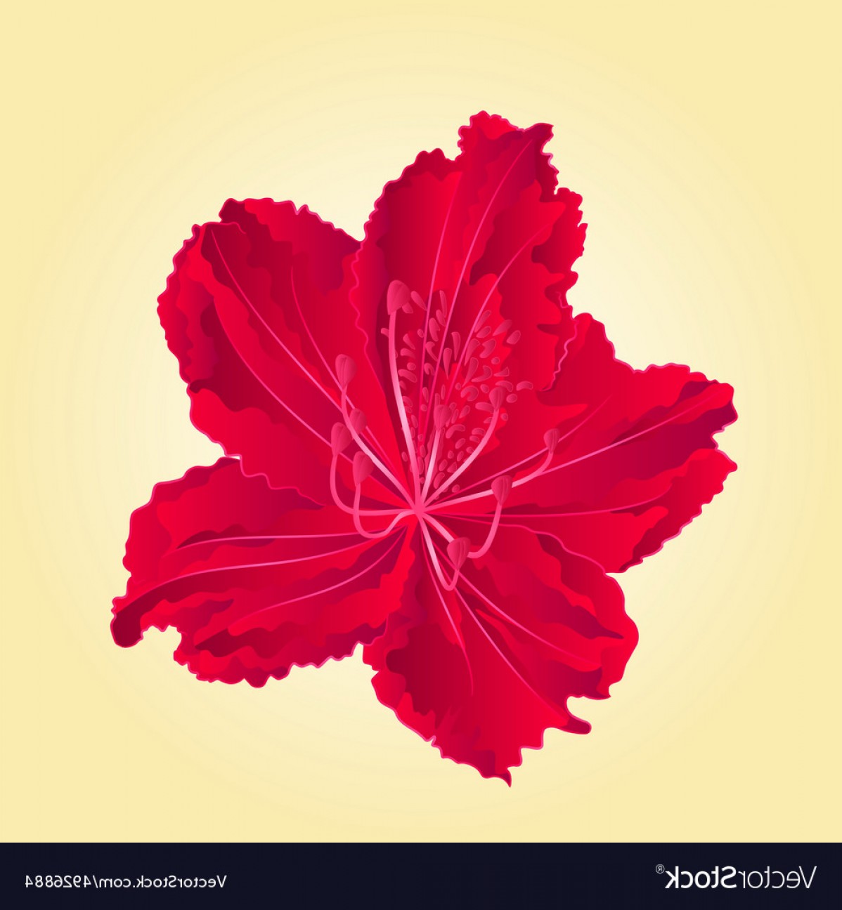1198x1296 Simple Vector Red Flower Lamaison