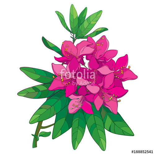 500x500 Vector Branch With Outline Pink Rhododendron Or Alpine Rose Flower