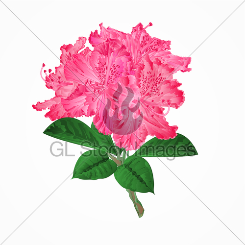 500x500 Flowers Pink Rhododendrons Twig Mountain Shrub Vector Ill Gl
