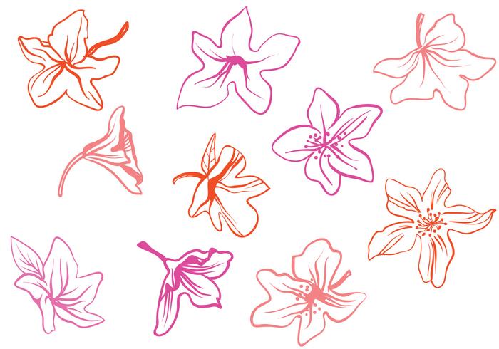 700x490 Free Rhododendron Vectors