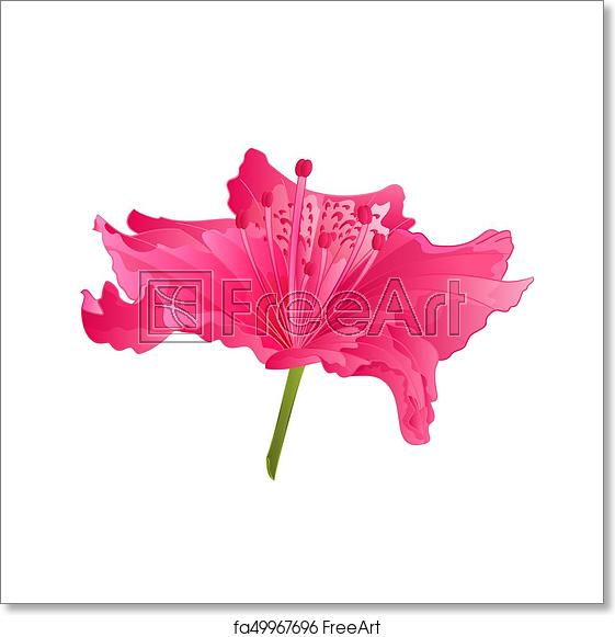 561x581 Free Art Print Of Beautiful Flower Of Pink Rhododendron Vector