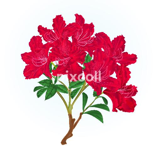 500x500 Red Rhododendron Branch Mountain Shrub Vintage Vector Illustration