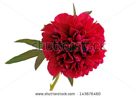 450x320 Red Rhododendron Clipart Free Cliparts Download Images