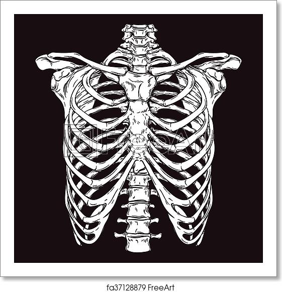 Rib Cage Vector