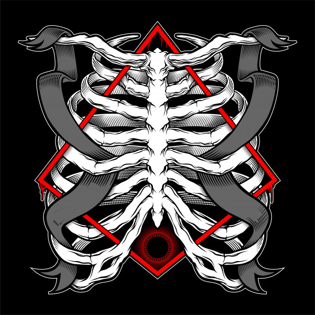 626x626 Illustration Of Human Rib Cage Vector Illustration Anatomical