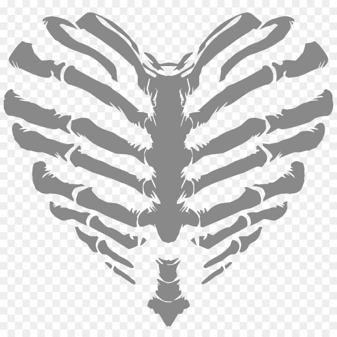 Rib Cage Vector At Vectorified Com Collection Of Rib Cage Vector Free For Personal Use - rib cage skeleton roblox