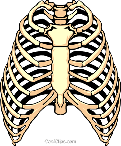 400x480 Rib Cage Royalty Free Vector Clip Art Illustration