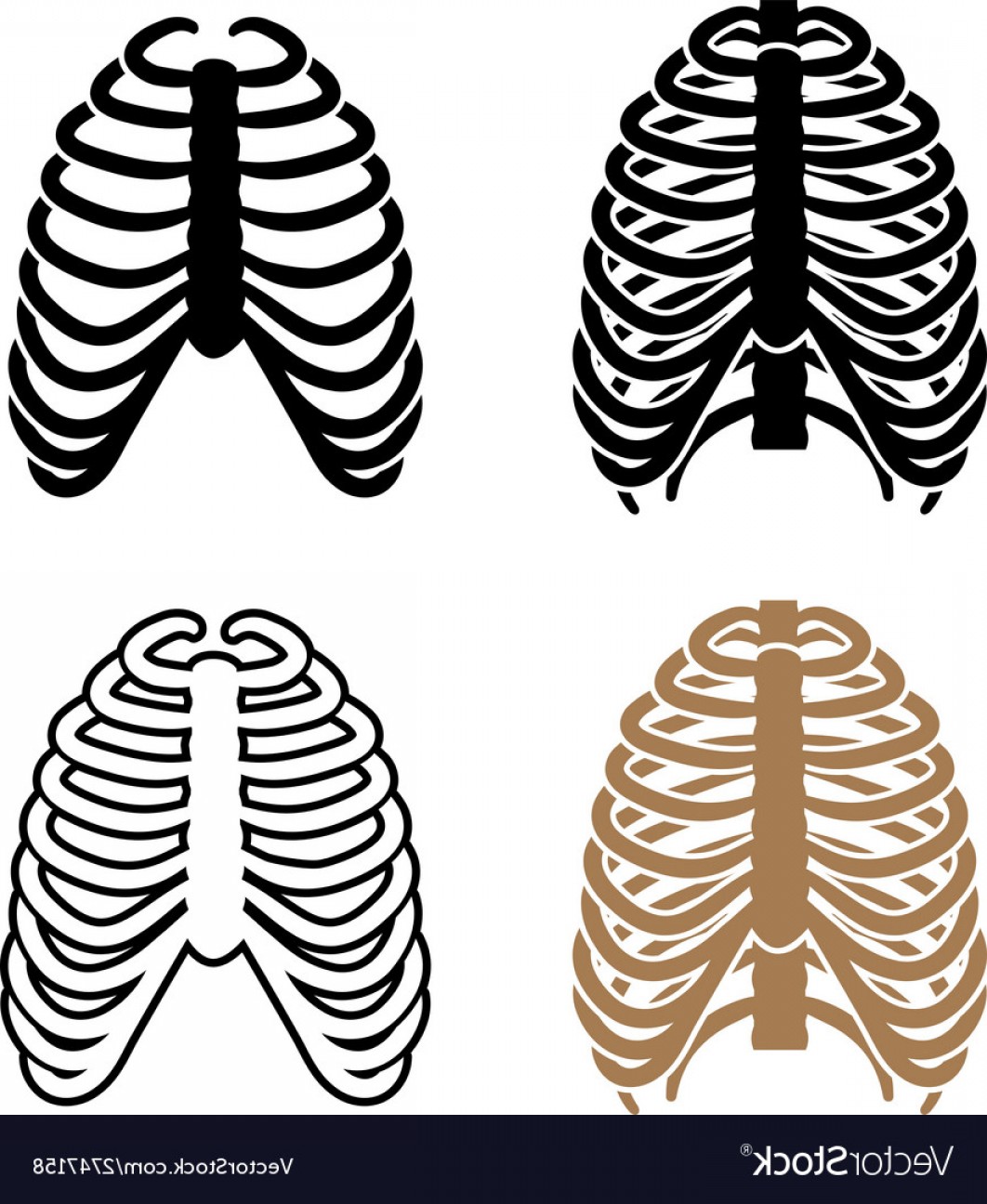 1062x1296 Rib Cage Vector Cqrecords