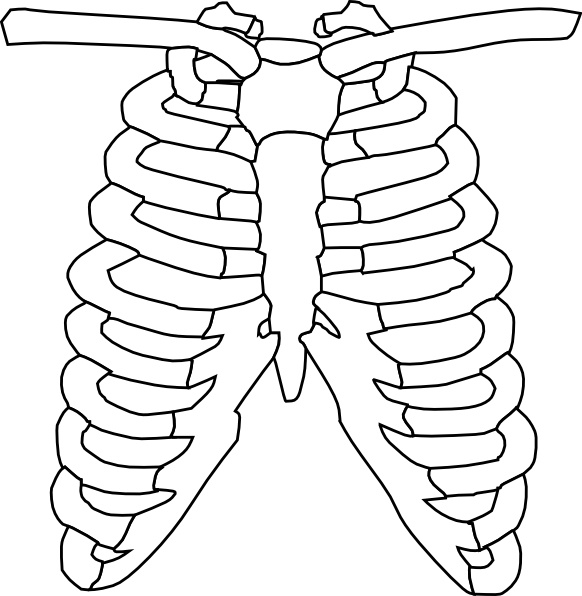 582x596 Rib Cage Clip Art Free Vector In Open Office Drawing