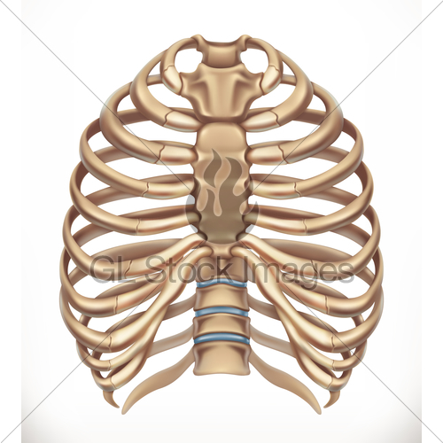 500x500 Rib Cage Human Skeleton, Medicine Vector Icon Gl Stock Images