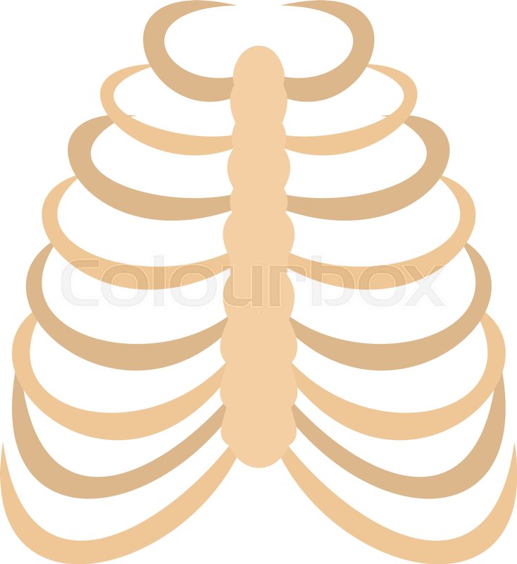 734x800 Rib Cage Icon In Flat Style Isolated Stock Vector Colourbox