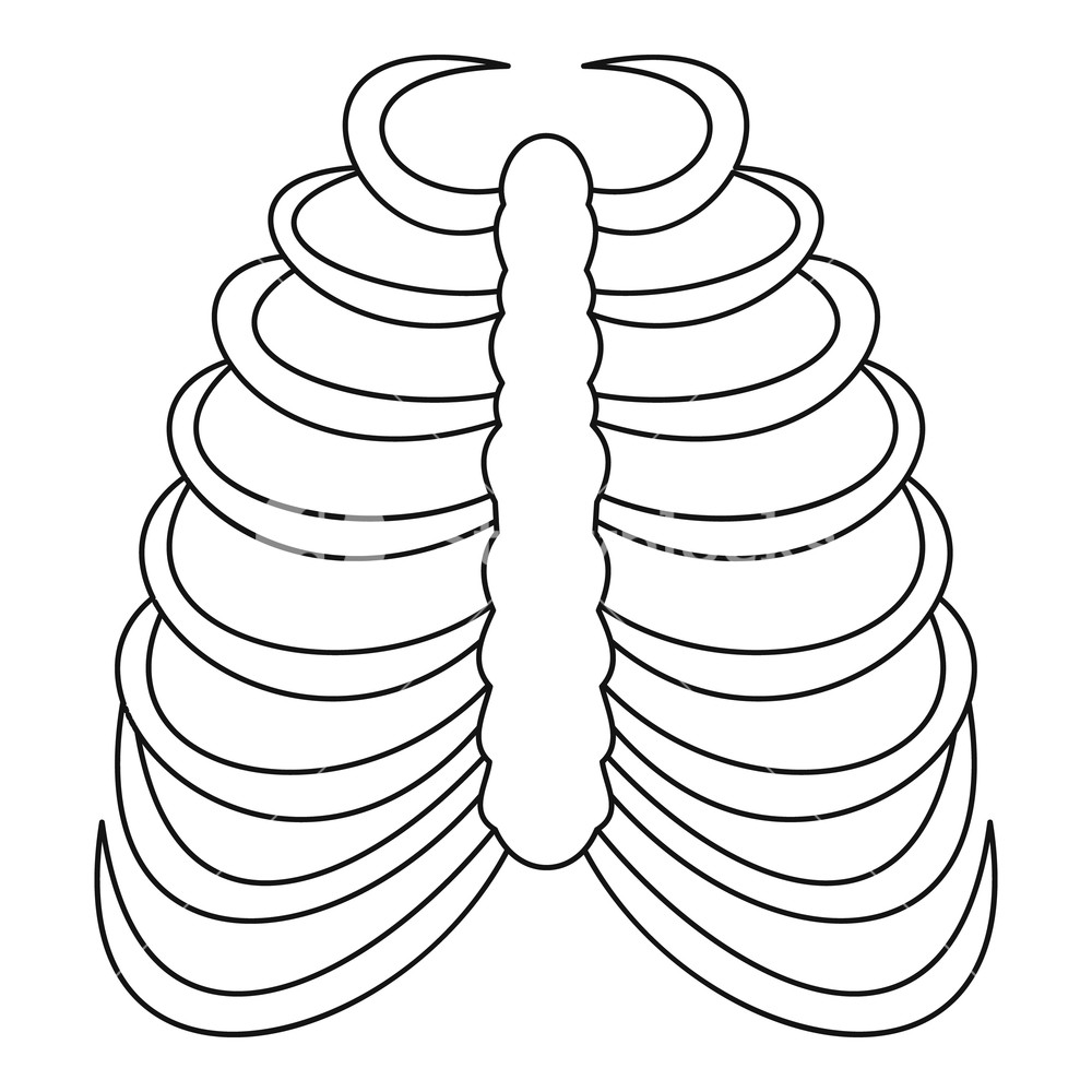 Rib Cage Vector at Vectorified.com | Collection of Rib Cage Vector free ...