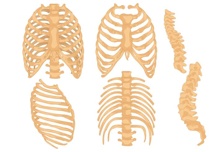 700x490 Ribcage Free Vector Art