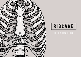 286x200 Ribcage Free Vector Art